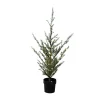 LED-puu Milas Cedar Tree ruukussa, ulkokäyttöön